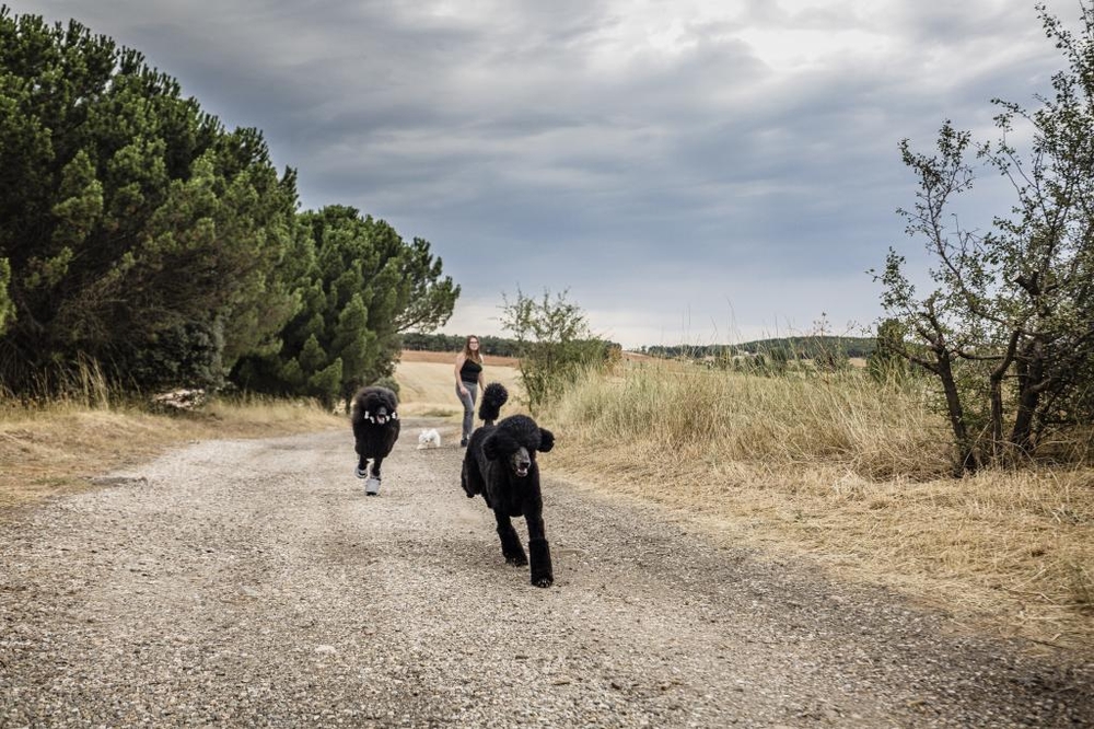 El Día de Soria