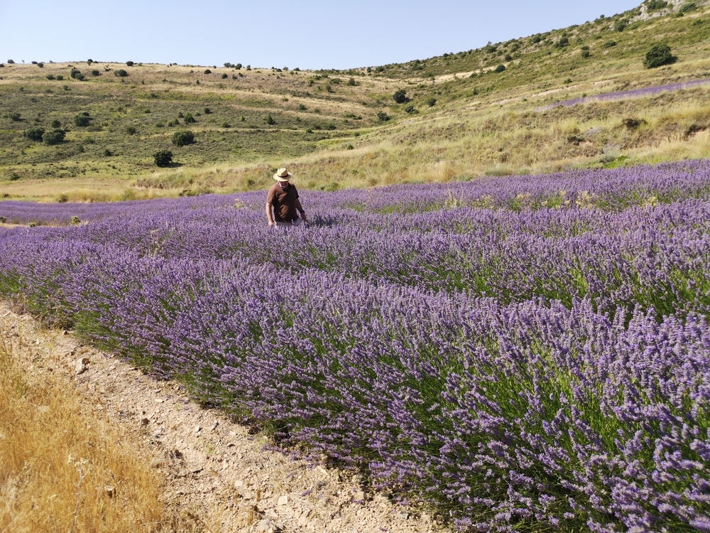 San Felices, la pequeña Provenza soriana se tiñe de lavanda | Noticias El  Día de Soria