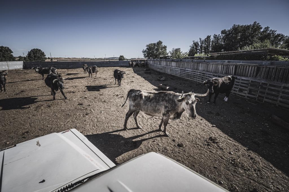 El Día de Soria