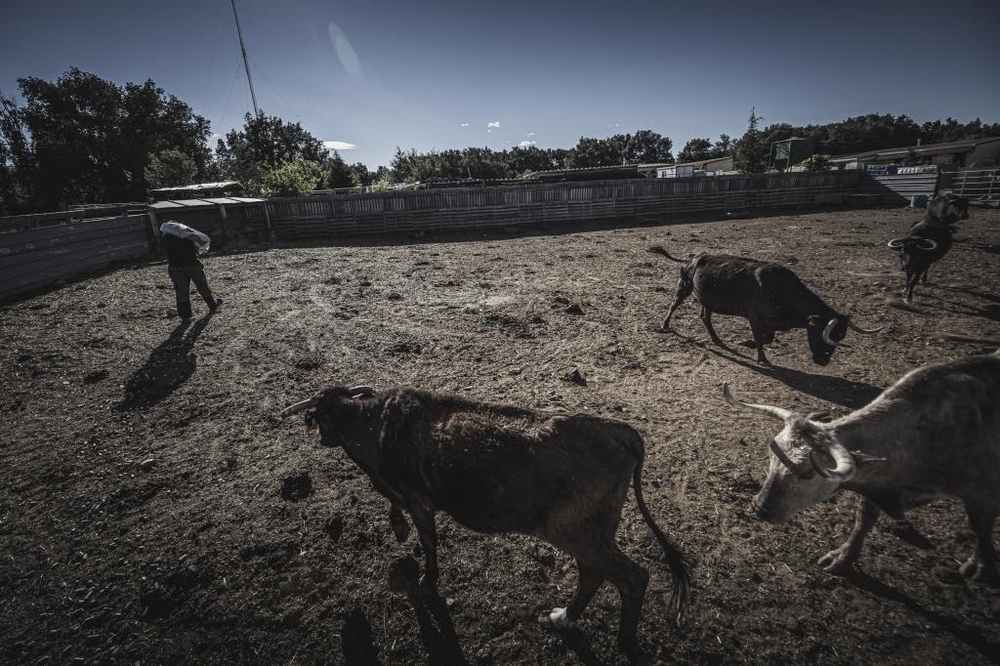 El Día de Soria