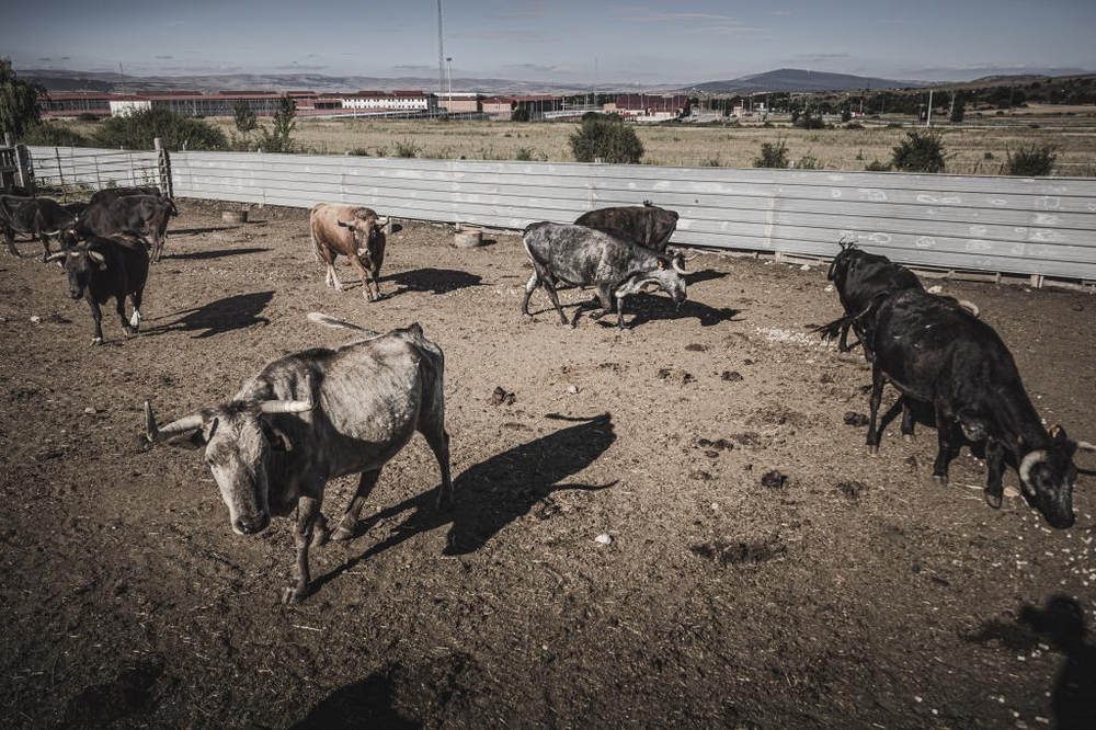 El Día de Soria