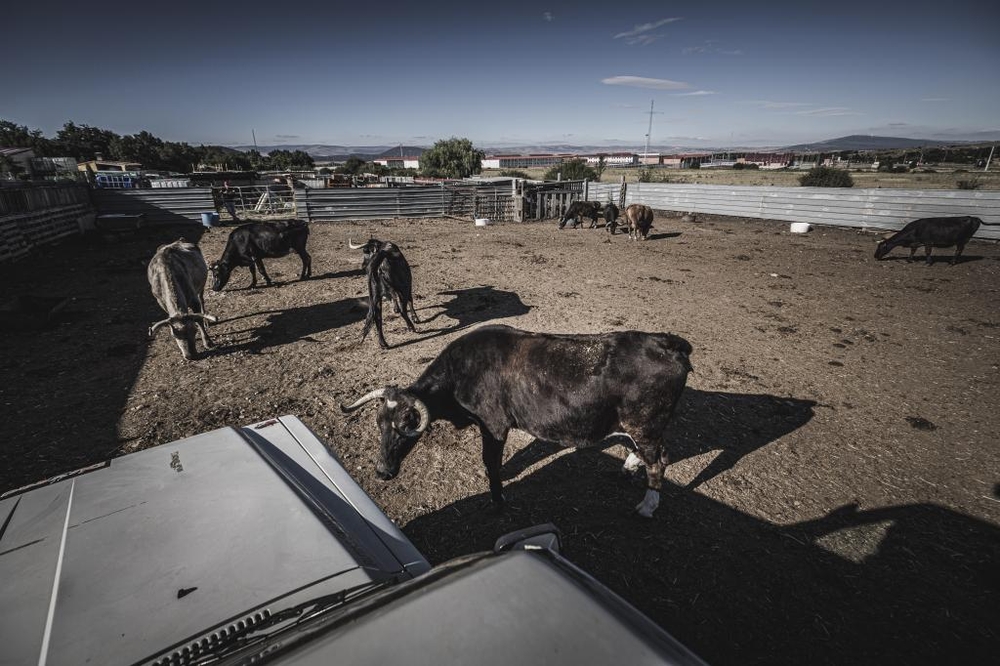 El Día de Soria