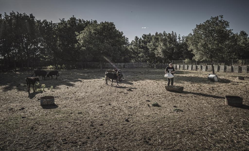 El Día de Soria