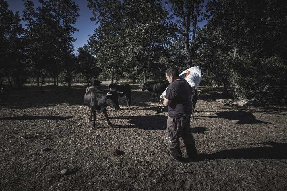 El Día de Soria