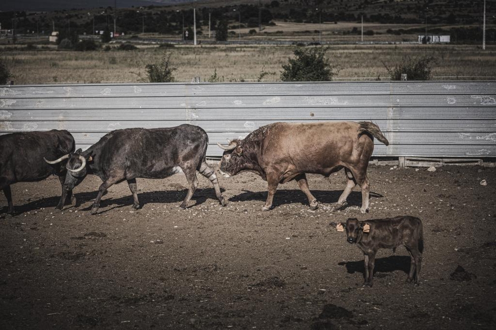 El Día de Soria