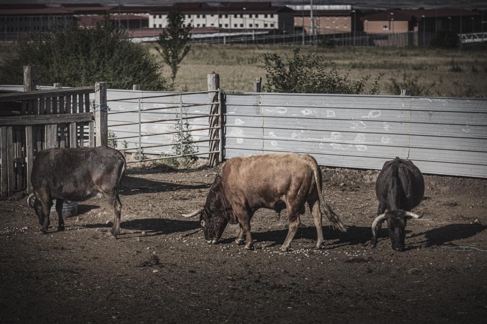 El Día de Soria