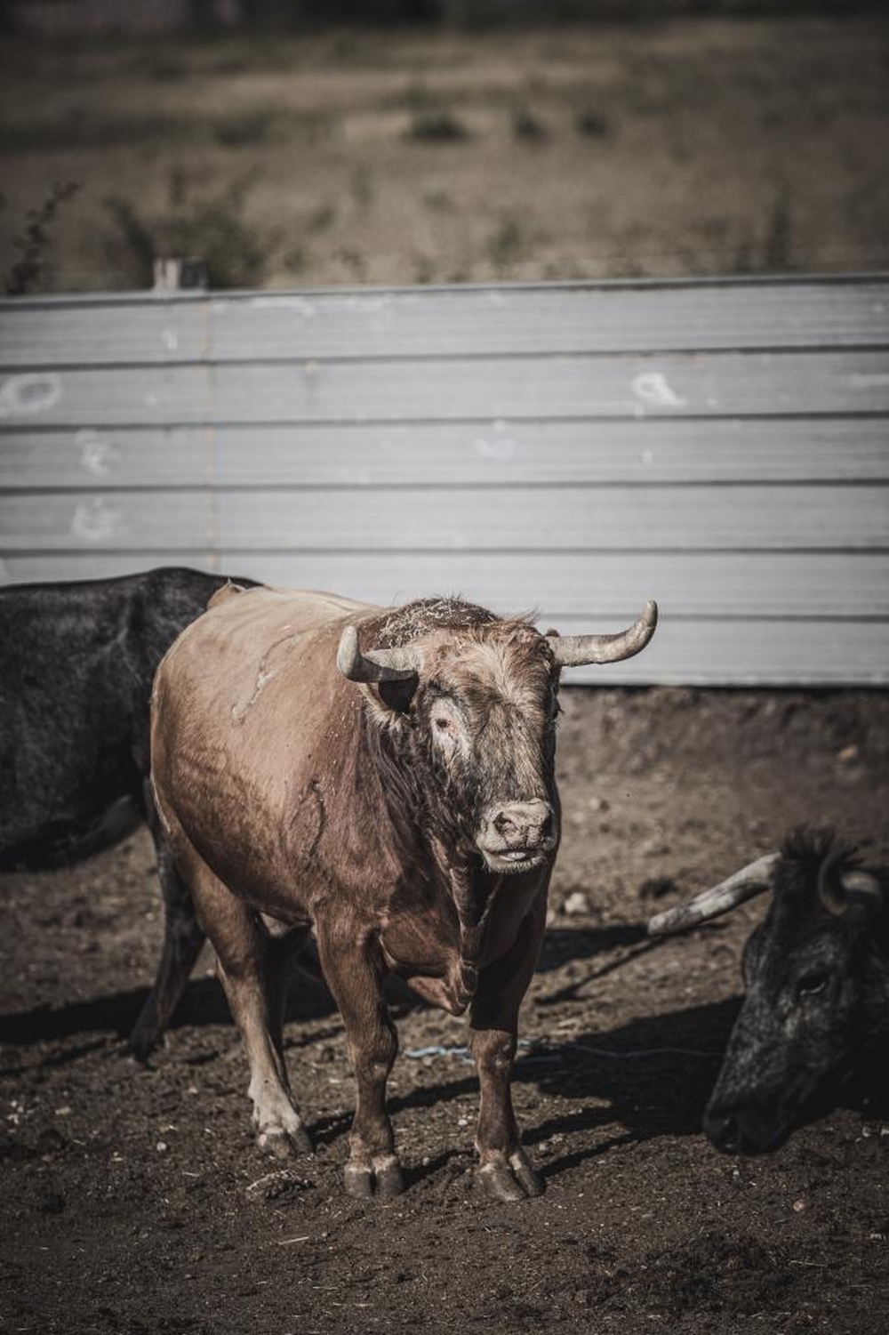 El Día de Soria