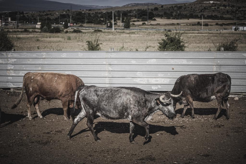 El Día de Soria