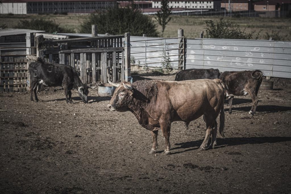 El Día de Soria