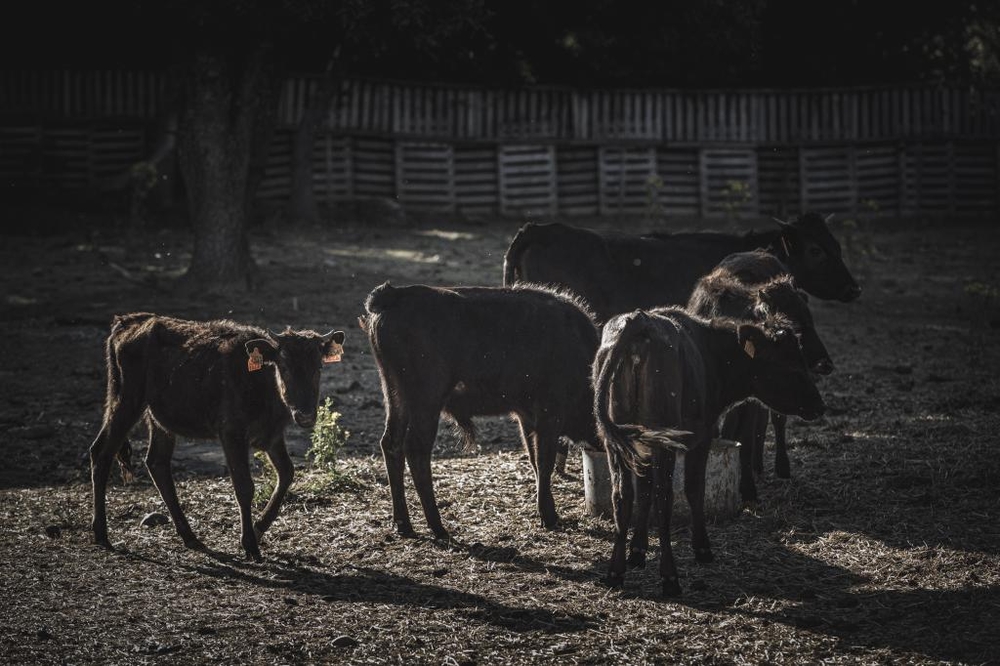 El Día de Soria