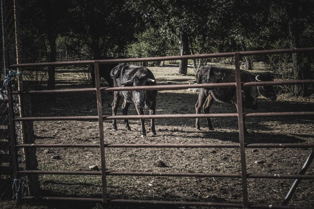 El Día de Soria