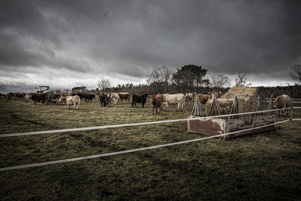 El Día de Soria