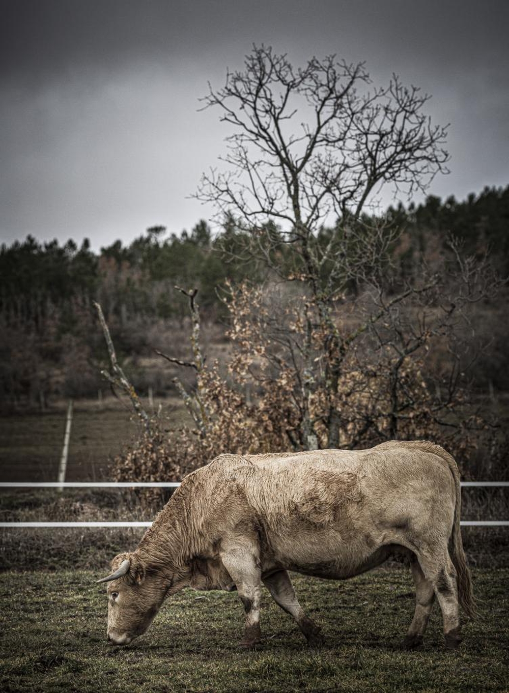 El Día de Soria