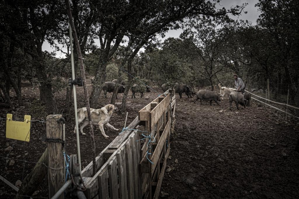 El Día de Soria