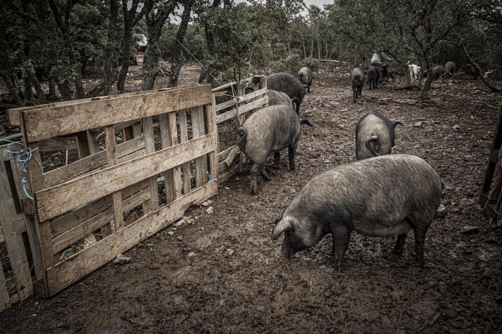 El Día de Soria