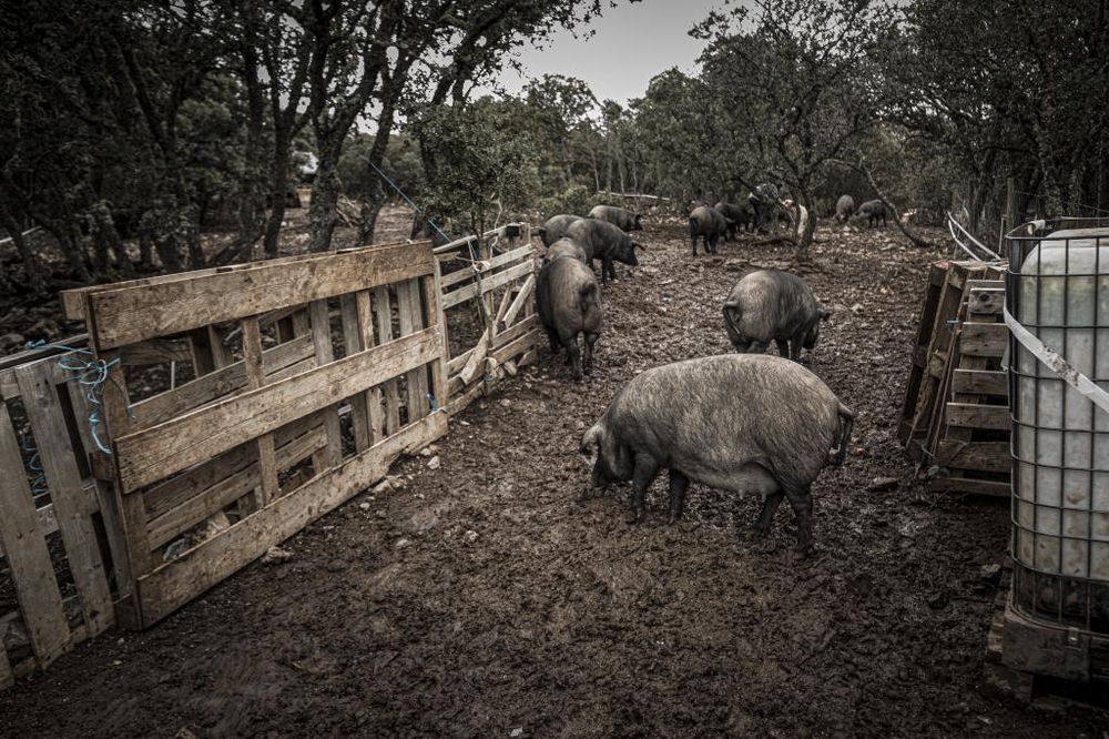 El Día de Soria