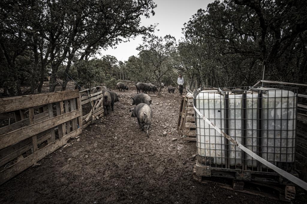 El Día de Soria