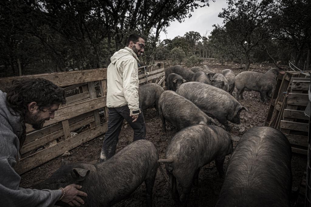 El Día de Soria