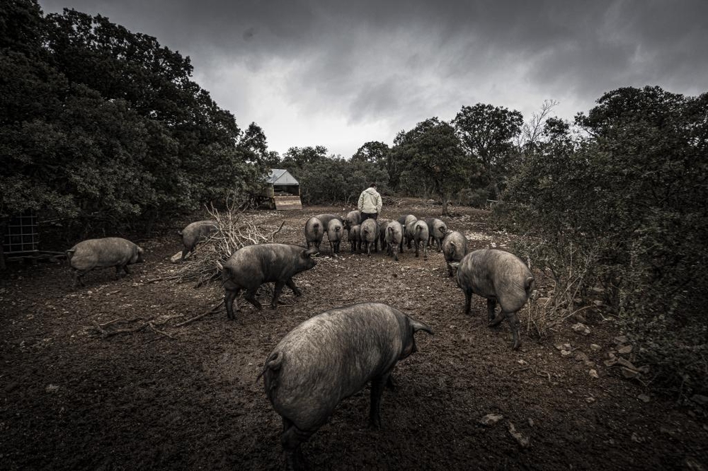 El Día de Soria