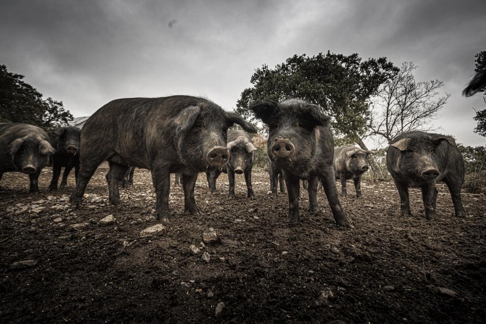 El Día de Soria