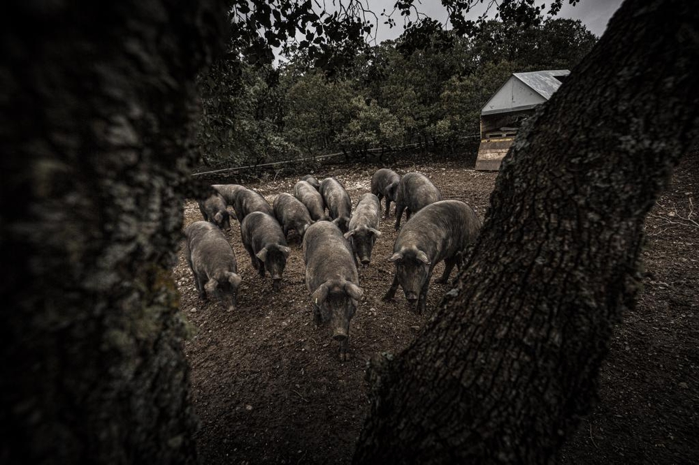 El Día de Soria