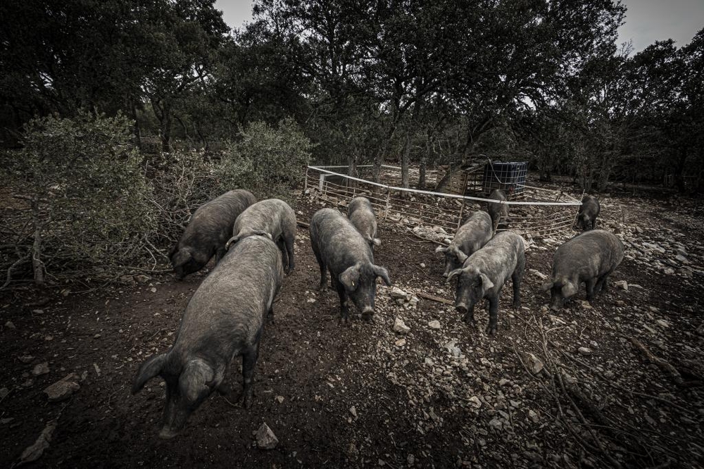 El Día de Soria