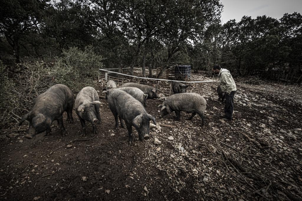 El Día de Soria