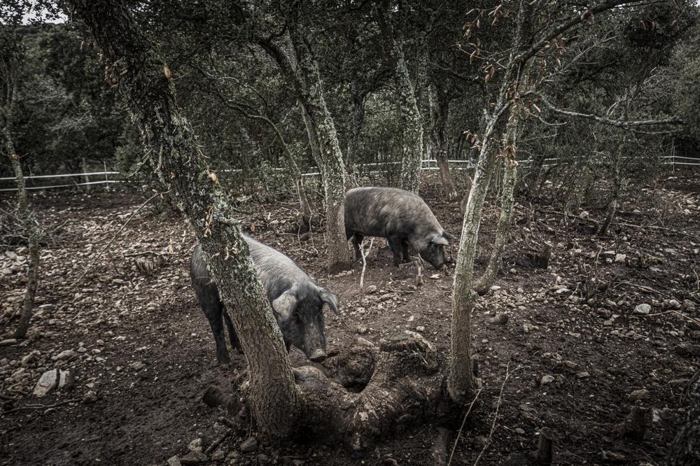 El Día de Soria