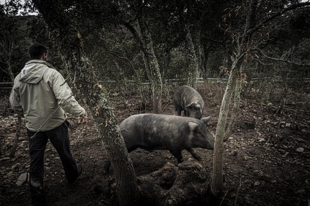 El Día de Soria