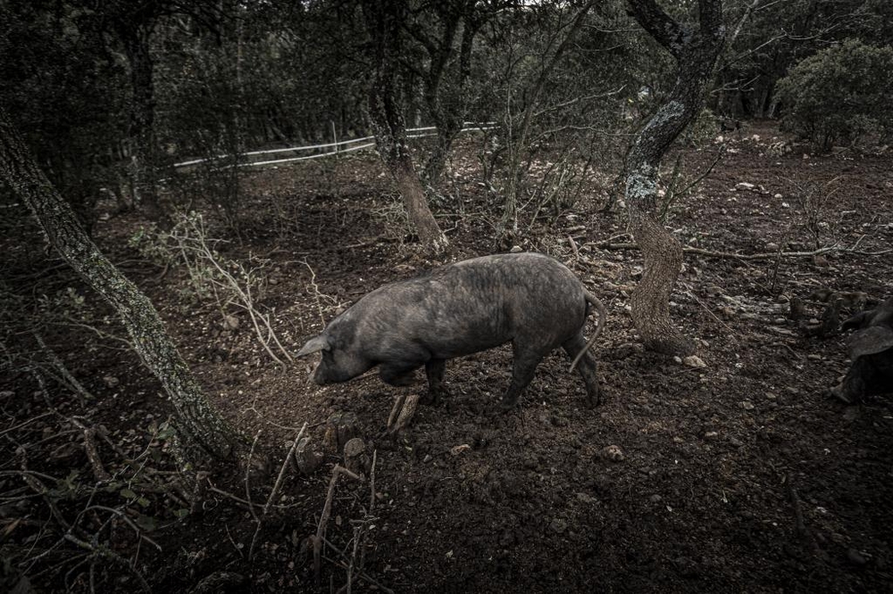 El Día de Soria