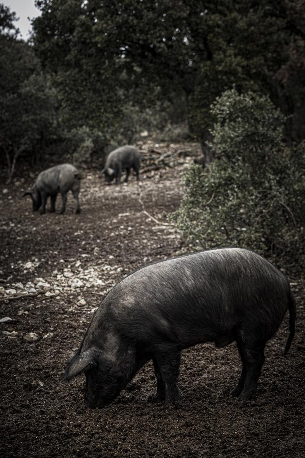 El Día de Soria