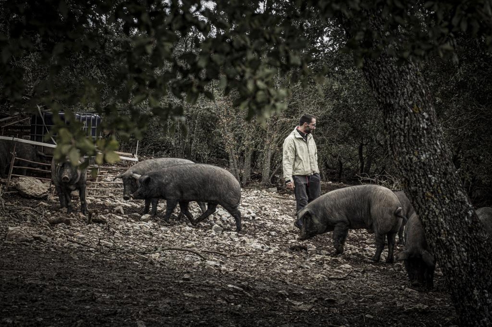 El Día de Soria