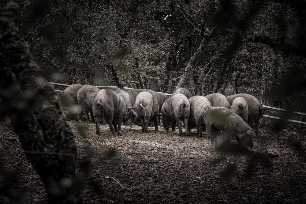 El Día de Soria