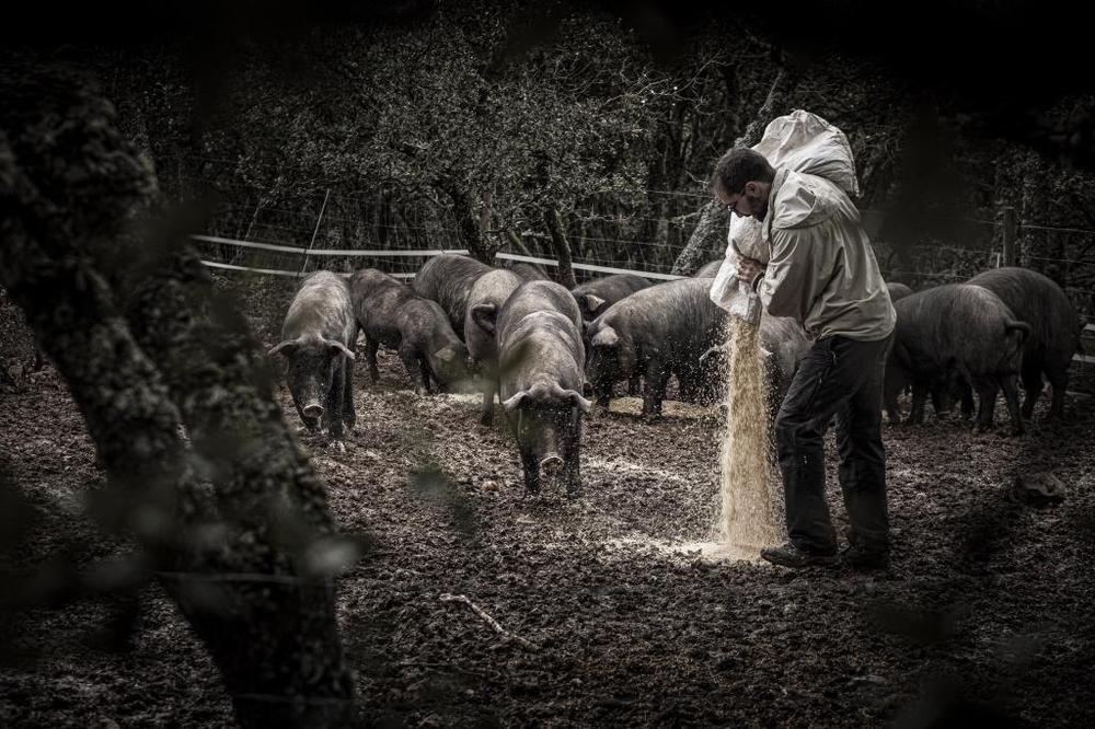 El Día de Soria