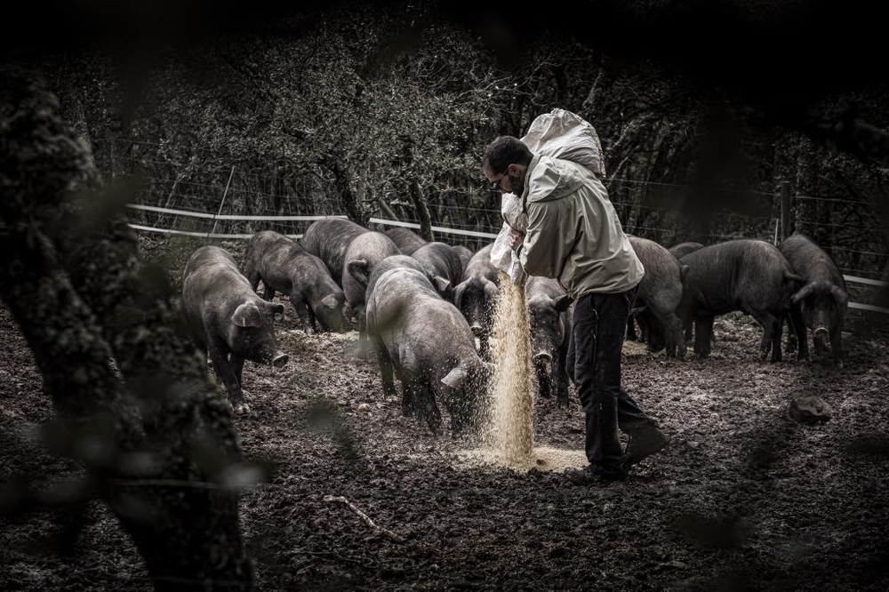 El Día de Soria