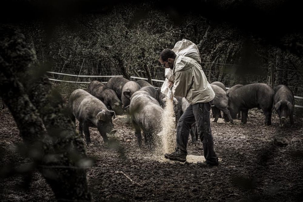 El Día de Soria