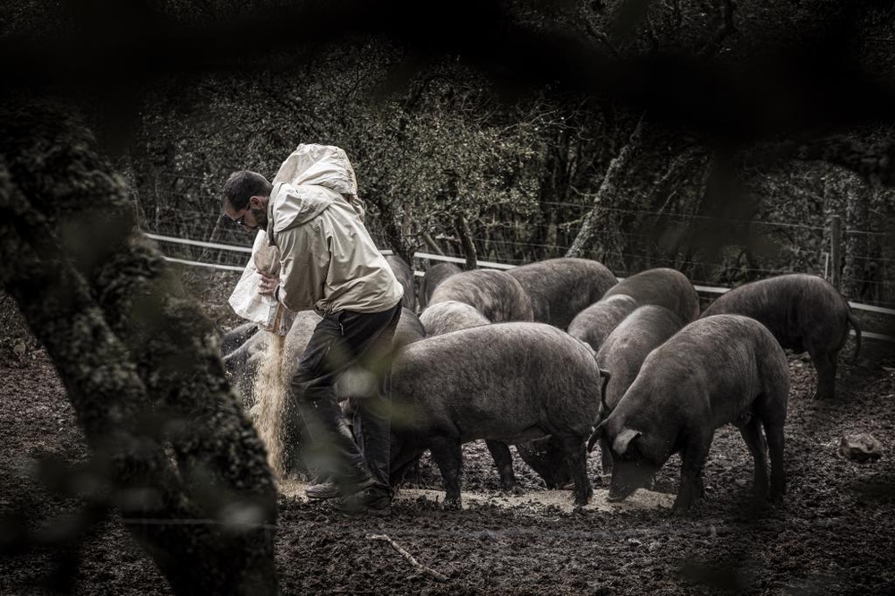 El Día de Soria