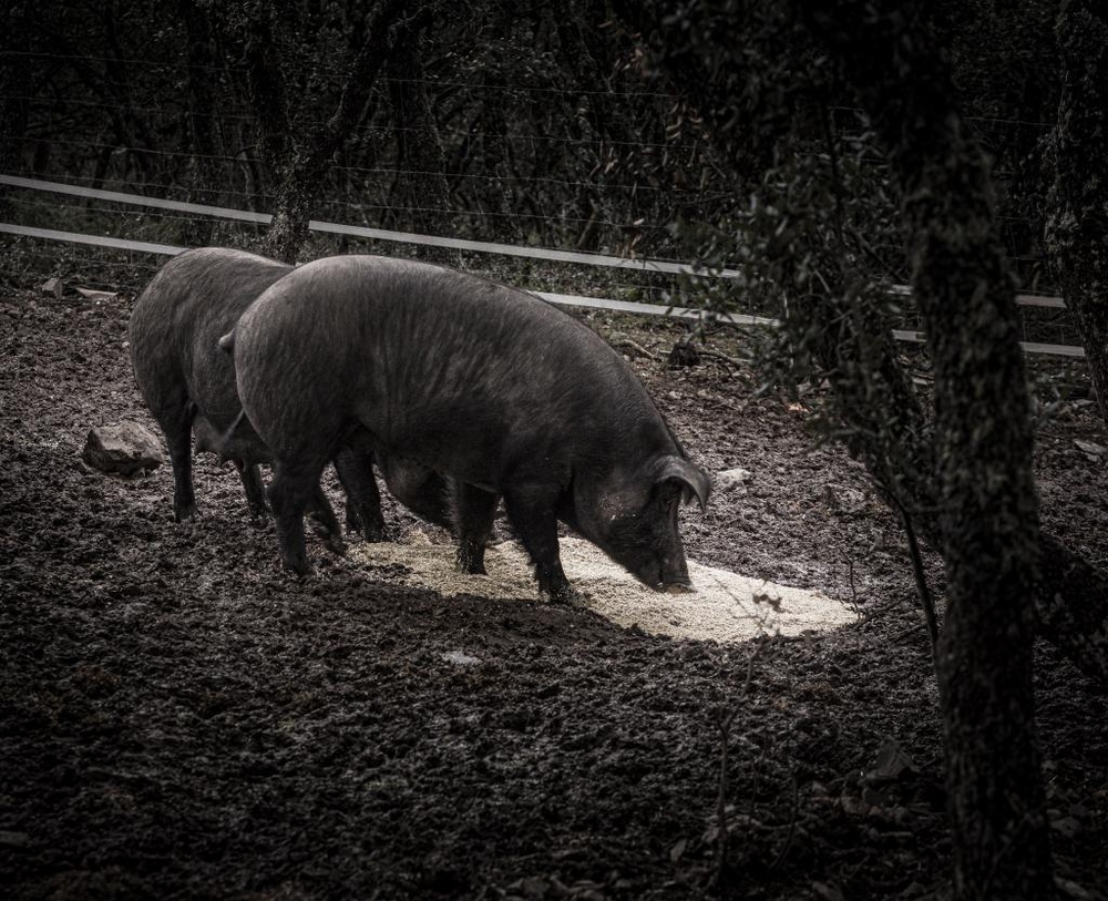 El Día de Soria