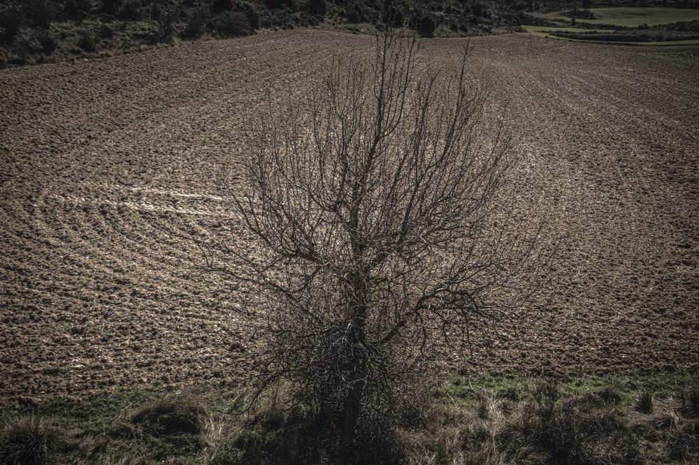 El Día de Soria