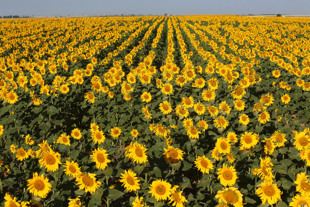 Comienza la campaña de girasol | Noticias El Día de Soria