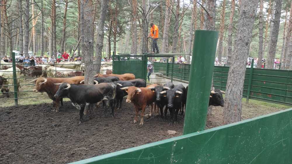 Los novillos continúan la ruta hacia la plaza de toros