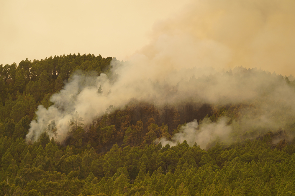 7.600 personas evacuadas en Tenerife en el incendio  / AGENCIAS