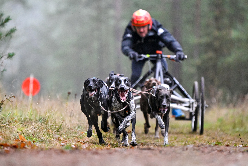 Tres sorianos van a por todas en el Mundial de Mushing