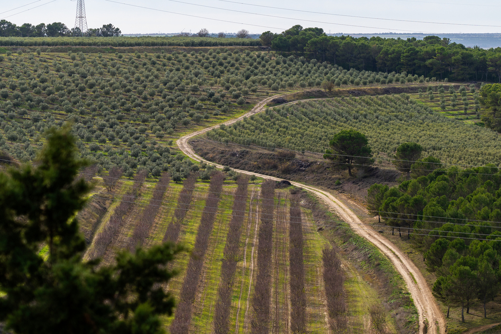 Verde aceituna en Tierra de Campos