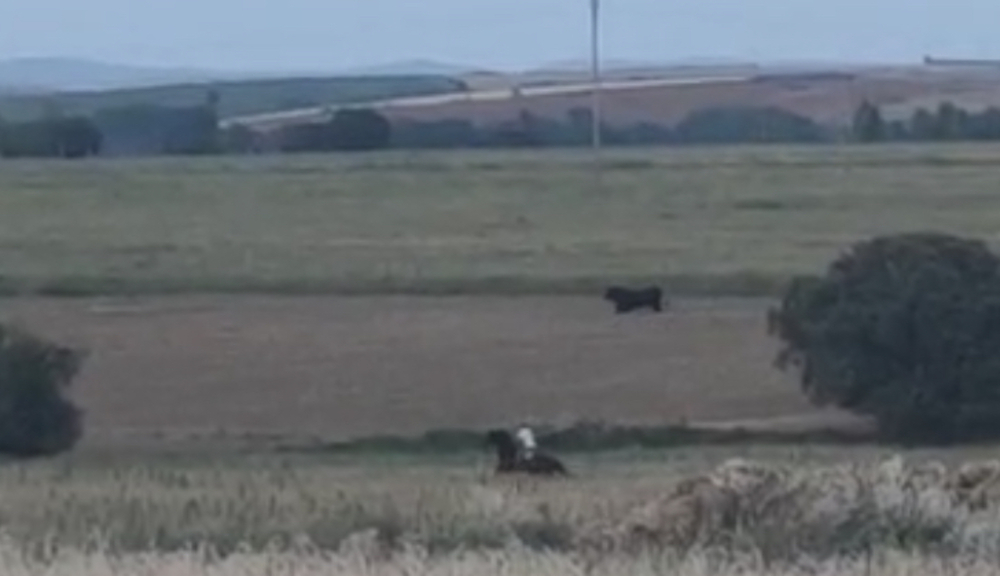 Abatido en la zona de Alconaba el toro que se escapó el lunes