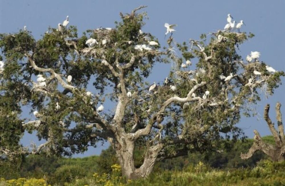 Doñana, excluida de la lista verde del organismo ambiental  