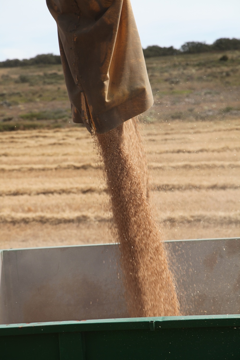 Cada año dependemos más del cereal extranjero