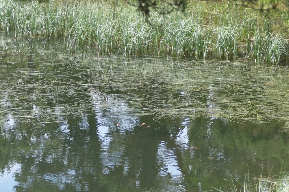 Los carpines dorados detectados por ASDEN en la Laguna Verde de Vinuesa.