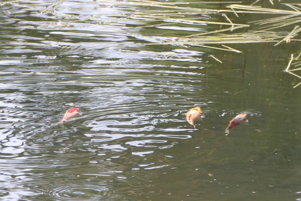 Los carpines dorados detectados por ASDEN en la Laguna Verde de Vinuesa.