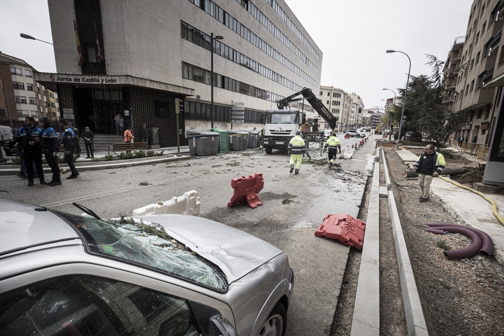 Un árbol cae sobre un coche en la calle Tejera